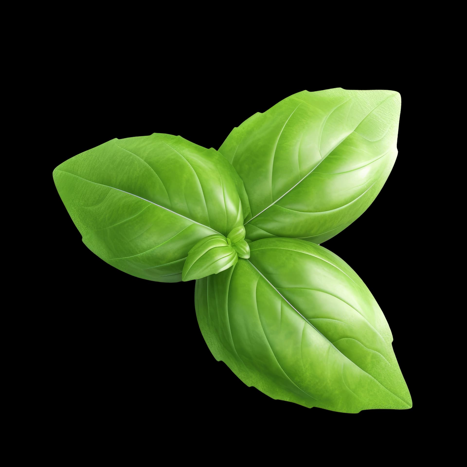 fresh basil